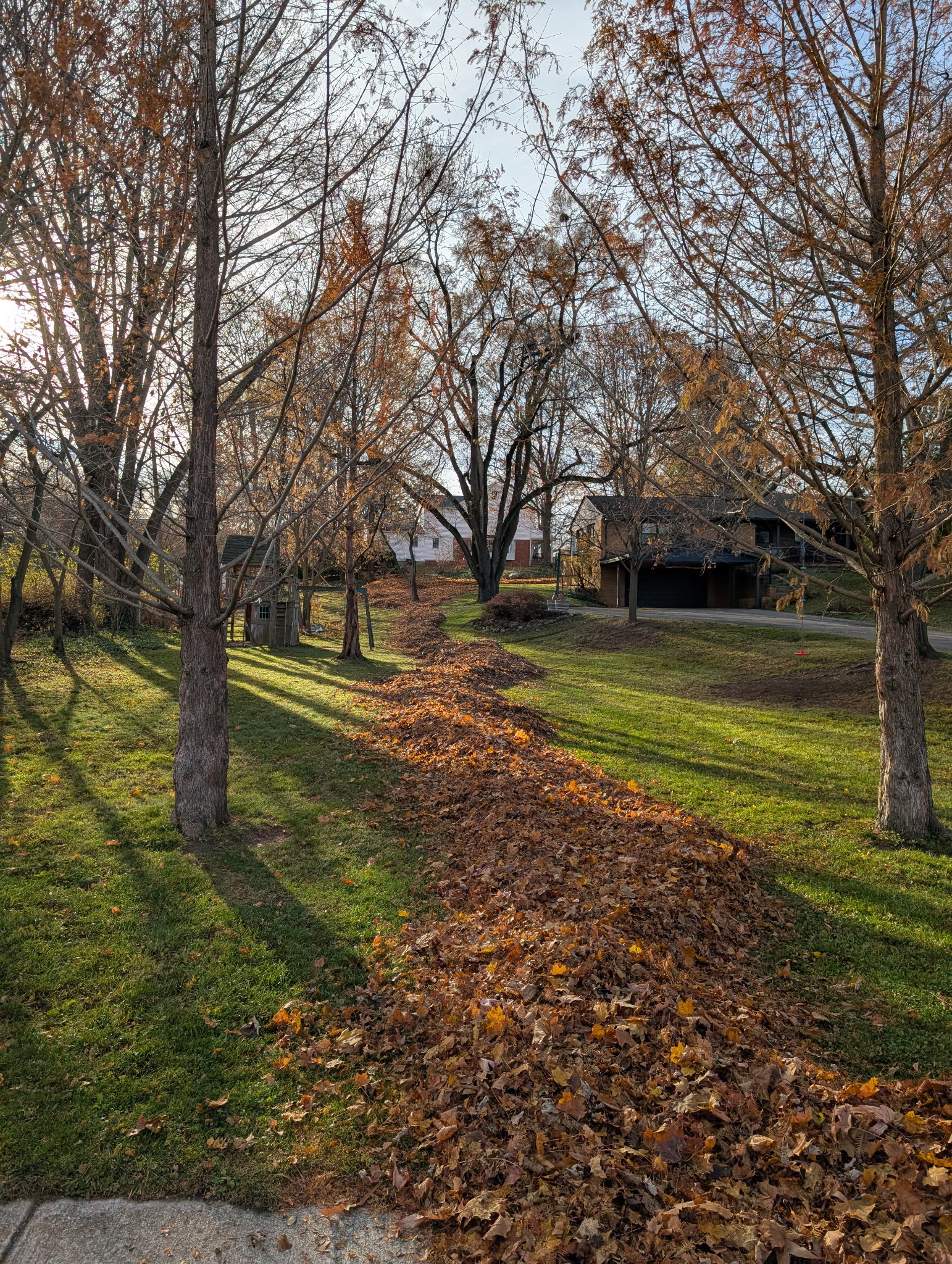 Fall leaves collected along lawn path between trees