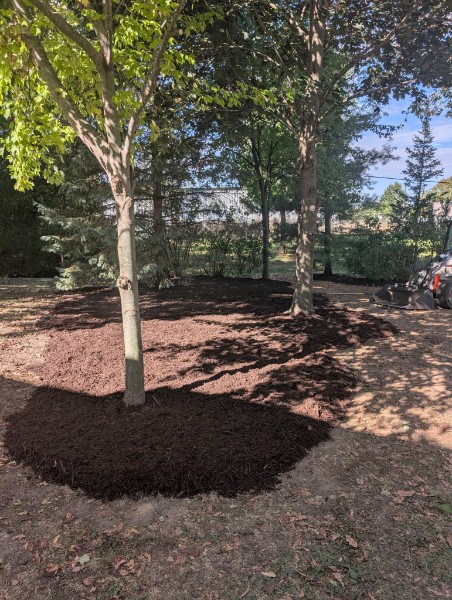 Fresh mulch around tree bases